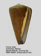 Conus virgo (2)